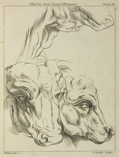 Heads and necks of two bovines; portion of neck of a third