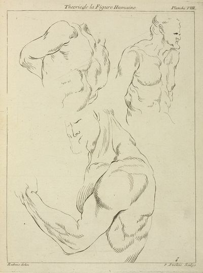 Studies of a man’s chest, biceps, and shoulders