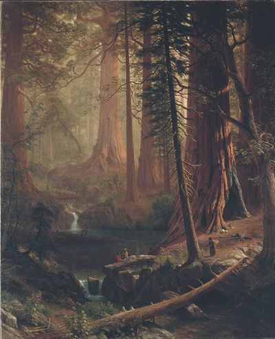 加利福尼亚的巨型红杉树