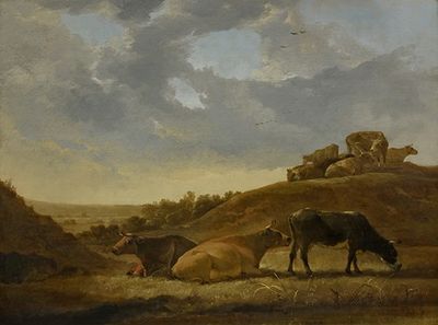 荷兰阿卡迪亚景观中的牛