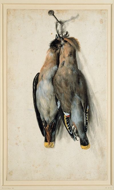 两只死亡的波西米亚蜡翼鸟